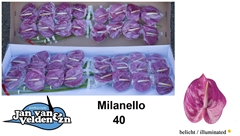 Anthurium Milanello 11cm Hd