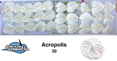 Anthurium Acropolis 9cm Hd
