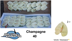 Anthurium Champagne 11cm Hd