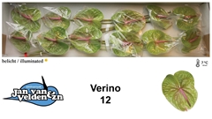 Anthurium Verino 13cm Hd
