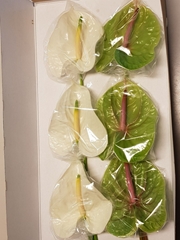 Anthurium Mix 13cm Hd