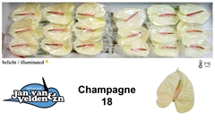 Anthurium Champagne 13cm Hd