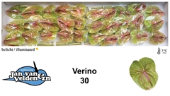 Anthurium Verino 9cm Hd