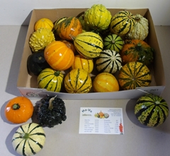 Cucurbita Pepo Mix 9cm