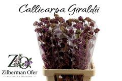 Callicarpa Bodinieri Giraldii 60cm