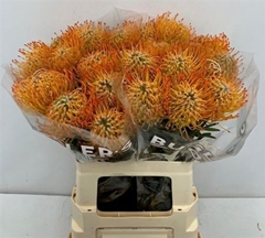 Leucospermum Ayoba Sun 60cm