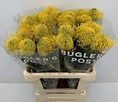 Leucospermum High Gold 60cm