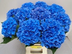Hydrangea Royal Parade 60cm 17-19cm Hd