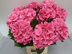 Hydrangea Royal Love 60cm 15-17cm Hd