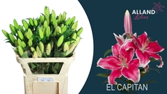 Lily Oriental El Capitan 70cm 2+