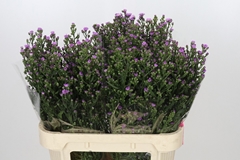 Aster Painted Lady 80cm 40gr.