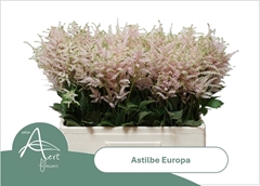 Astilbe Europa 60cm
