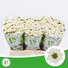 Chrysanth Santini Rossi White 55cm 44gr.