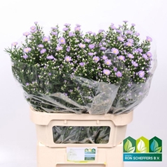 Aster Cassandra 80cm 40gr.