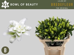 Lily Oriental Double Bowl Of Beauty 75cm 2+