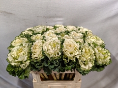 Brassica White Lady 70cm