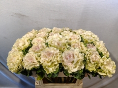 Brassica Crane Ruffle Bicolour 70cm