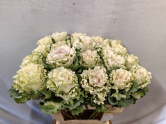 Brassica White Lady 60cm