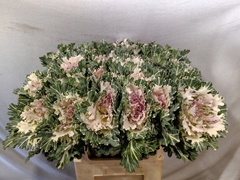 Brassica Empire Faina 70cm