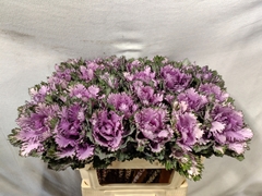 Brassica Rigel 70cm