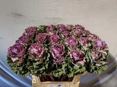 Brassica Empire Bogdana 70cm