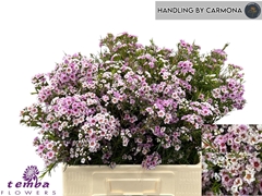Chamelaucium Giselle 60cm 40gr.