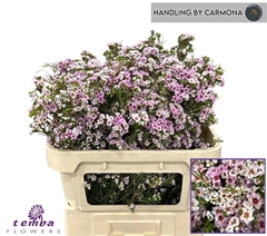 Chamelaucium Giselle 70cm 60gr.