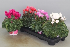 Cyclamen Super Serie Xl 13Ø 30cm