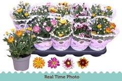 Chrysanth Mix Flower 12Ø 25cm