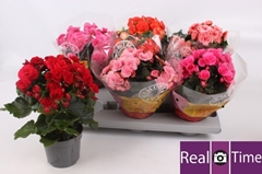 Begonia Double Mix 13Ø 28cm