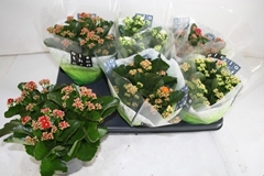 Kalanchoe Double Mix 15Ø 26cm