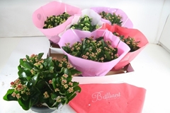Kalanchoe Double Mix 23Ø 27cm