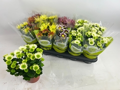 Chrysanth Splash Mix 12Ø 21cm