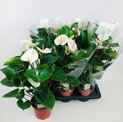 Anthurium Success White 17Ø 60cm