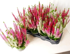 Calluna Beauty Ladies Starlight Trio Harmony Mix 13Ø 30cm