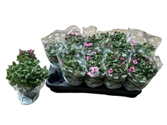 Chrysanth Mount Ventoux 12Ø 23cm