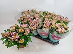 Chrysanth Showdance 14Ø 29cm