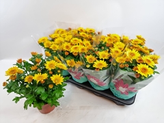 Chrysanth Splash Yellow 14Ø 29cm