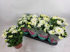 Chrysanth Sensation 14Ø 29cm