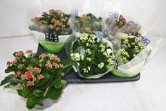 Kalanchoe Double Mix 15Ø 26cm