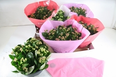 Kalanchoe Double Mix 23Ø 27cm