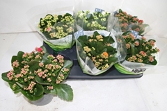 Kalanchoe Double Mix 15Ø 26cm