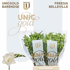 Freesia Double Belleville 60cm 25gr.