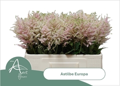 Astilbe Europa 55cm