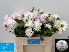 Dahlia Eveline 55cm