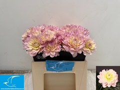Dahlia Diana's Memory 38cm