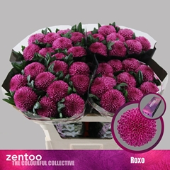 Chrysanth Single Roxo 70cm 80gr.