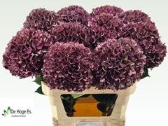 Hydrangea Rubyred 80cm 21-23cm Hd