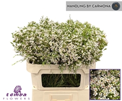 Chamelaucium Pearl Buttons 70cm 70gr.