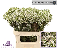 Chamelaucium Pearl Buttons 80cm 90gr.